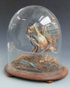 Victorian taxidermy study of a Kingfisher in naturalistic setting under a glazed dome on oval