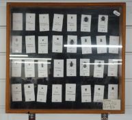 A glazed taxidermy display of named beetles, 41 x 41cm