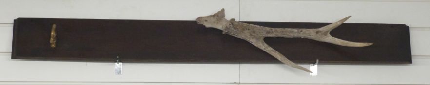 Gun or rifle rack/ holder with stags antler mounted on mahogany panel.