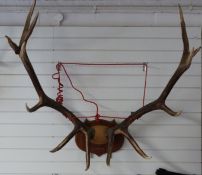 A taxidermy large pair of elk antlers on shield mount, approximately 130cm base of shield to tip