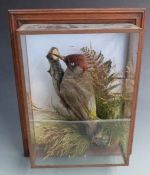 An early 20thC taxidermy study of a Green Woodpecker in naturalistic setting, in glazed case, W28