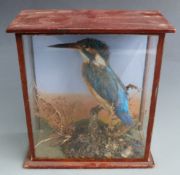 A late 19th/20thC taxidermy study of a Kingfisher in naturalistic setting, in glazed case, W20 x D10