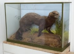 A taxidermy study of a mink in glazed case, W41 x D19 x H27cm
