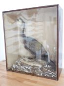 A late 19th/20thC taxidermy study of a Shag in naturalistic setting, in glazed case, W64 x D30 x