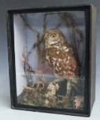 A early 20thC taxidermy study of a Little Owl in naturalistic setting, in glazed case, W23 x D13 x