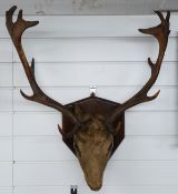 A taxidermy deer head and antlers on wooden shield mount, W60 H60cm