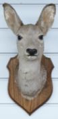 A taxidermy Roe Deer head and shoulder mount on wooden shield, H40cm