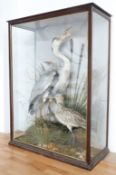 A late 19th/20thC taxidermy study of a Grey Heron with fish and a Curlew amongst reeds and