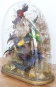 Victorian taxidermy study of exotic birds in naturalistic setting under a glass dome, W49 x D23 x
