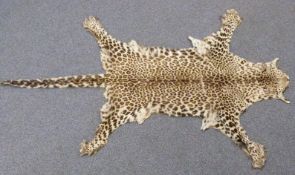 19thC leopard skin, unmounted, 215 x 127cm