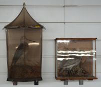 Two cased taxidermy studies of Snipe in glazed cases, largest W23 x D23 x H38cm