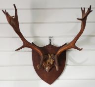 A taxidermy skull and antlers on shield mount, W60 H53cm