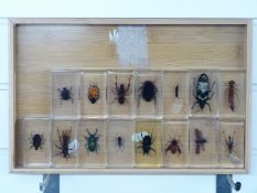 Fifteen large insects set in acrylic blocks
