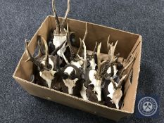 Eleven roe deer skulls with antlers mounted on shields