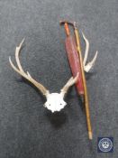A set of antlers together with a parasol and a walking stick