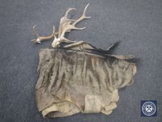 A small collection of antlers and fur pelt