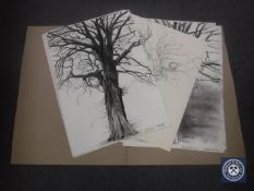 Donald James White : Wych Elm, Botanic Gardens, black wash, signed, dated Nov '83, 84 cm x 60 cm,