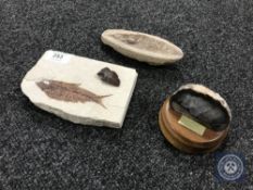 A fossil fish plaque (Diplomystus Dentatus - Green River Formation),