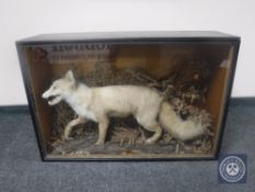 A taxidermy fox in glass display case