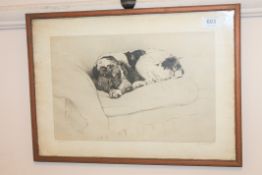 Cecil Aldin : I`m not allowed on this sofa, drypoint etching, numbered 72/100, signed in pencil,