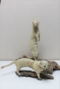 Two taxidermy stoats mounted on tree bark