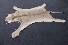 An early twentieth century Lion pelt
