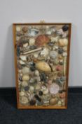 A framed shell montage