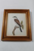 A 20th century watercolour depicting a bird on a branch