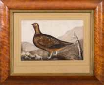 English School 19th Century- Red Grouse,:- pastel drawing, 18.