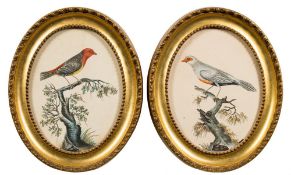 European School, early 19th Century- Exotic birds,:- a pair watercolours, ovals, each 16.5 x 12.5cm.