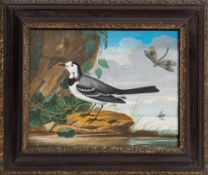 Manner of Nicholas Huet [19th Century]- Study of a wagtail, dragonfly and insects by a lakeside,
