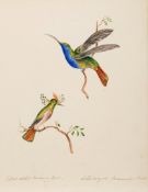 Follower of Nicholas Huet [19th Century]- Hummingbirds; Blue Bellied Parrot,