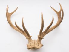 A set of 10 point antlers and a set of 14 point antlers on a shield plinth:.