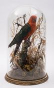 A late Victorian taxidermy parrot under glass dome:, unsigned,