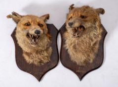 A pair of taxidermy mounted fox masks by Peter Spicer, Leamington Spa:,