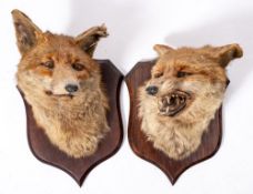 A pair of taxidermy fox masks by Spicers & Sons, Leamington:,