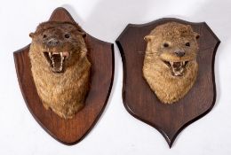 A pair of taxidermy mounted Otter masks by Peter Spicer, Leamington Spa:,