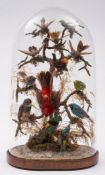 A late 19th century taxidermy group of exotic birds:, including humming birds and others,