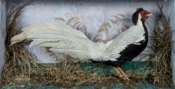 (Lophura nycthemera) Chinese Silver Pheasant.
