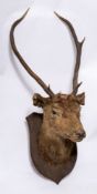 Two early 20th century preserved deer heads on an oak shield plinth:,