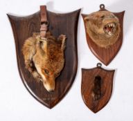 A taxidermy otter mask by Peter Spicer & Sons, Leamington:,