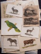 BOTANICAL/BIRDS : hand coloured prints, mainly from an early 19th cent.