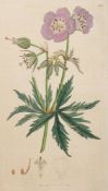 SOWERBY, James - English Botany; or, coloured figures of British plants : 36 VOLUME SET, cont.