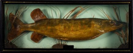 A reproduction taxidermy pike: naturally set in a glazed case inscribed 'Pike 10lbs 2oz' to front,