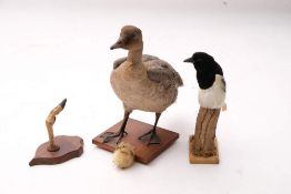 A taxidermy goose:, mounted on a plinth base with plaque 'Bacalton, 1972' 47cm high,
