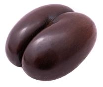 Coco De Mer (Lodoicea): polished with remains of husk,