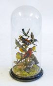 A late Victorian/Edwardian taxidermy display of birds: including Hummingbirds, Cardinal and others,