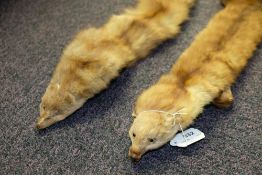 Two mid-20th century mink scarves:, the taxidermy heads inset glass eyes (2).