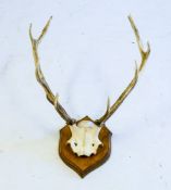 A set of eleven point stag antlers with skull mounted on an oak shield plinth,: 55cm wide.