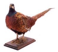 A taxidermy cock pheasant: on a wooden plinth, 35cm high.